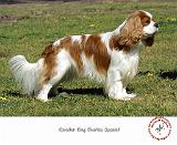 Cavalier King Charles Spaniel 9P032D-071